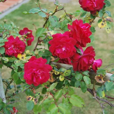 Turisticos Nossa Senhora Da Estrela Lagoa (Azores)