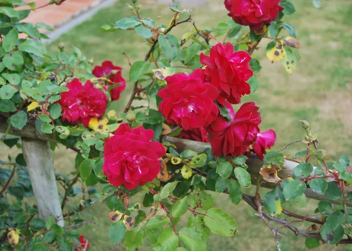 Turisticos Nossa Senhora Da Estrela Lagoa (Azores)